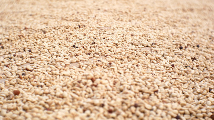 white coffee seed blur background. organic coffee beans