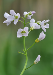 weiße Blüten vom Wiesen-Schaumkraut mit viel Tiefenschärfe, Cardamine pratensis, vor unscharfem Hintergrund