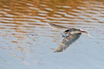 A river tern with a fish catch over a pond