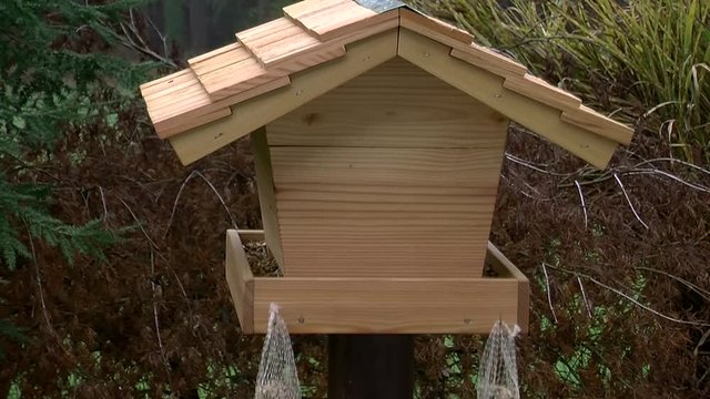 Kohlmeise und Blaumeisen am Vogelhaus (Originalton)