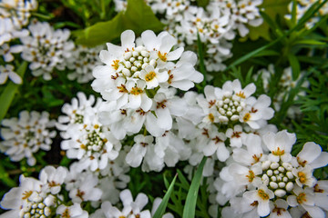 Białe kwiaty ubiorka wiecznie zielonego ( Iberis sempervirens)