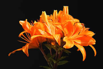 Orange Lilien auf schwarzem Hintergrund
