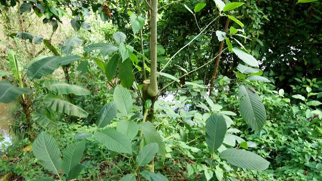 Mitragyna speciosa leaf (kratom), plant in thailand, Kratom is Thai herbal which encourage health