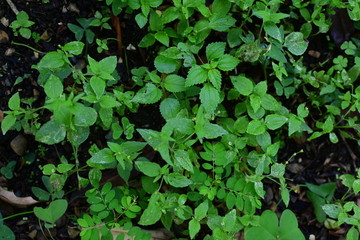  nature background of green leaves and textures