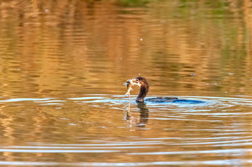 Little cormorant with a fish catch in golden light