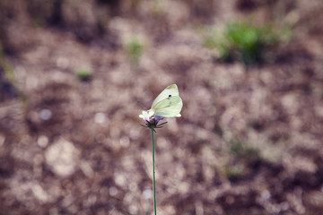 Wei&szlig;er Schmetterling auf einer lila Blume in Italien, im Sommer