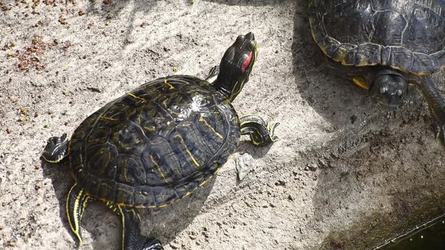 Two interesting turtles looking at the video camera in a sunny day