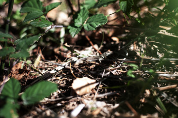 Eidechse in Italien, Echse im gras, Sommer, beautiful lizard