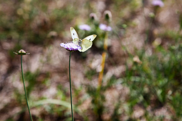 Weißer Schmetterling auf einer lila Blume in Italien, im Sommer