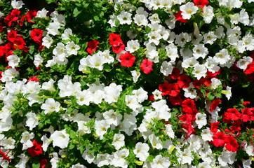 white and red petunias flowers