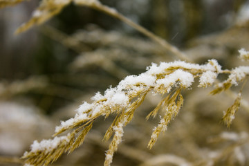 Closeup yellowed grass with snow in the winter in the garden on a light background