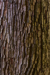  nature background of green leaves and textures
