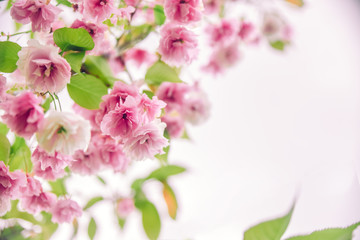 Delicate pink blooming sakura, copy space. Beautiful Abstract spring background, minimal composition. Romantic floral backdrop. Pastel colors, close-up