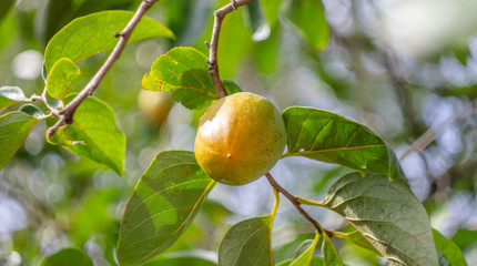 Unripe persimmon on a tree with leaves.