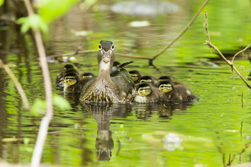 wood duck female with ducklings 