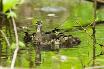wood duck female with ducklings 