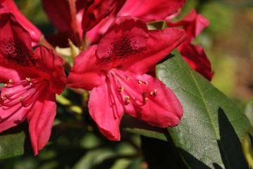 Bright red rhododendron flowers, soft blurry green leaves background