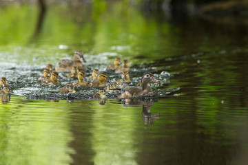 Mallard and wood duck family in spring