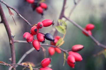 rote Hagebutten am Rosenstrauch