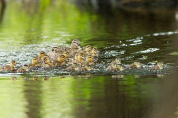 Mallard and wood duck family in spring