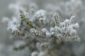 Flower petals in the morning dew