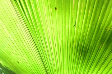  nature background of green leaves and textures
