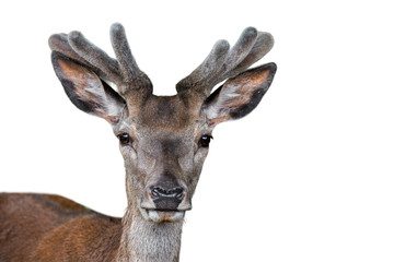 Close up of red deer stag (Cervus elaphus) with antlers covered in velvet in spring against white background