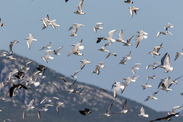 The black-headed gull in flight, Vransko jezero