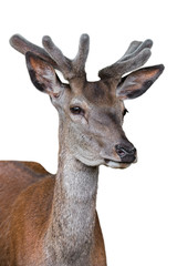 Close up of red deer stag (Cervus elaphus) with antlers covered in velvet in spring against white background