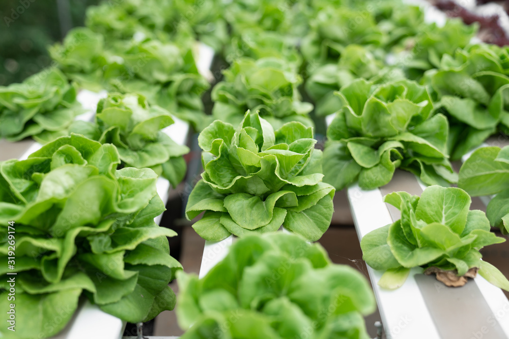 Wall mural hydroponic butterhead lettuce growing in greenhouse. healthy, diet and clean food concept.