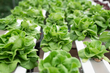 Hydroponic butterhead lettuce growing in greenhouse. Healthy, diet and clean food concept.