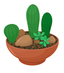 Decorative cacti and succulents in a flower container. Vector illustration in cartoon flat style. White background.