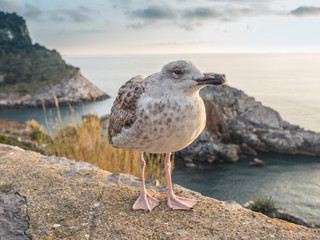 A young seagull in Portovenere in the background the sea