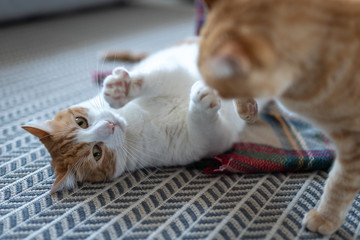 White cat lying on the carpet plays with another cat. Close up