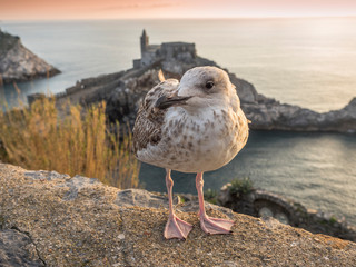 A young seagull in Portovenere in the background the sea