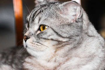 Portrait of grey scottish fold cat. Tabby  shorthair kitten. Big yellow eyes. A beautiful background for wallpaper, cover, postcard. Isolated, close up. Cats concept.