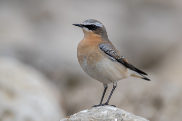Wheatear on Rock