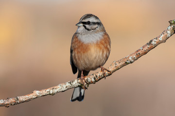 Bunting, Emberiza cia, perched on a branch on a uniform background