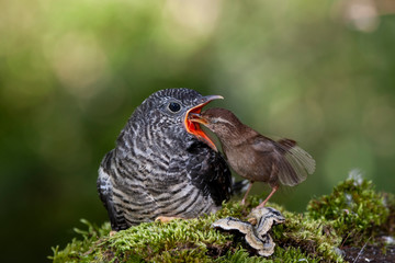 Common cuckoo, Cuculus canorus. Young man in the nest fed by his adoptive mother - Troglodytes troglodytes - Winter wren