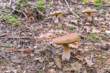 Röhrling Pilz im Bayerischen Wald, Deutschland