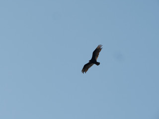 bald eagle in flight