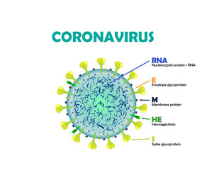 Coronavirus on white background with text RNA E M HE S
