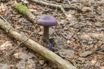 Violetter Schleierling Pilz (cortinarius violaceus) in einem Wald wächst aus dem Laub, Deutschland