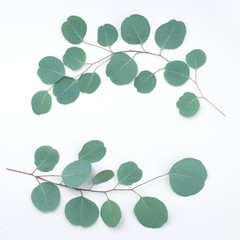 Obraz premium Eucalyptus frame made of eucalyptus branches on white background. Flat lay, top view. copy space