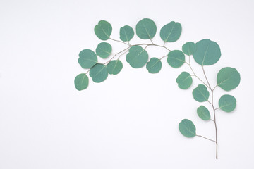 Eucalyptus frame made of eucalyptus branches on white background. Flat lay, top view. copy space