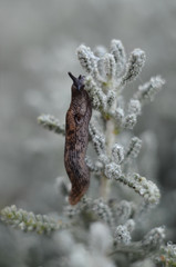 Obraz premium Morning.Dew.Slug.