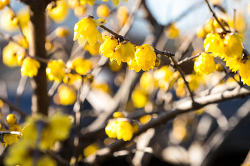 上野公園の蝋梅　東京都台東区　日本