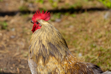 Rooster Close Up