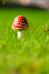Death Cap Mushroom in Grass