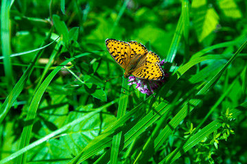 Titania's Fritillary Butterfly on Flower Close up